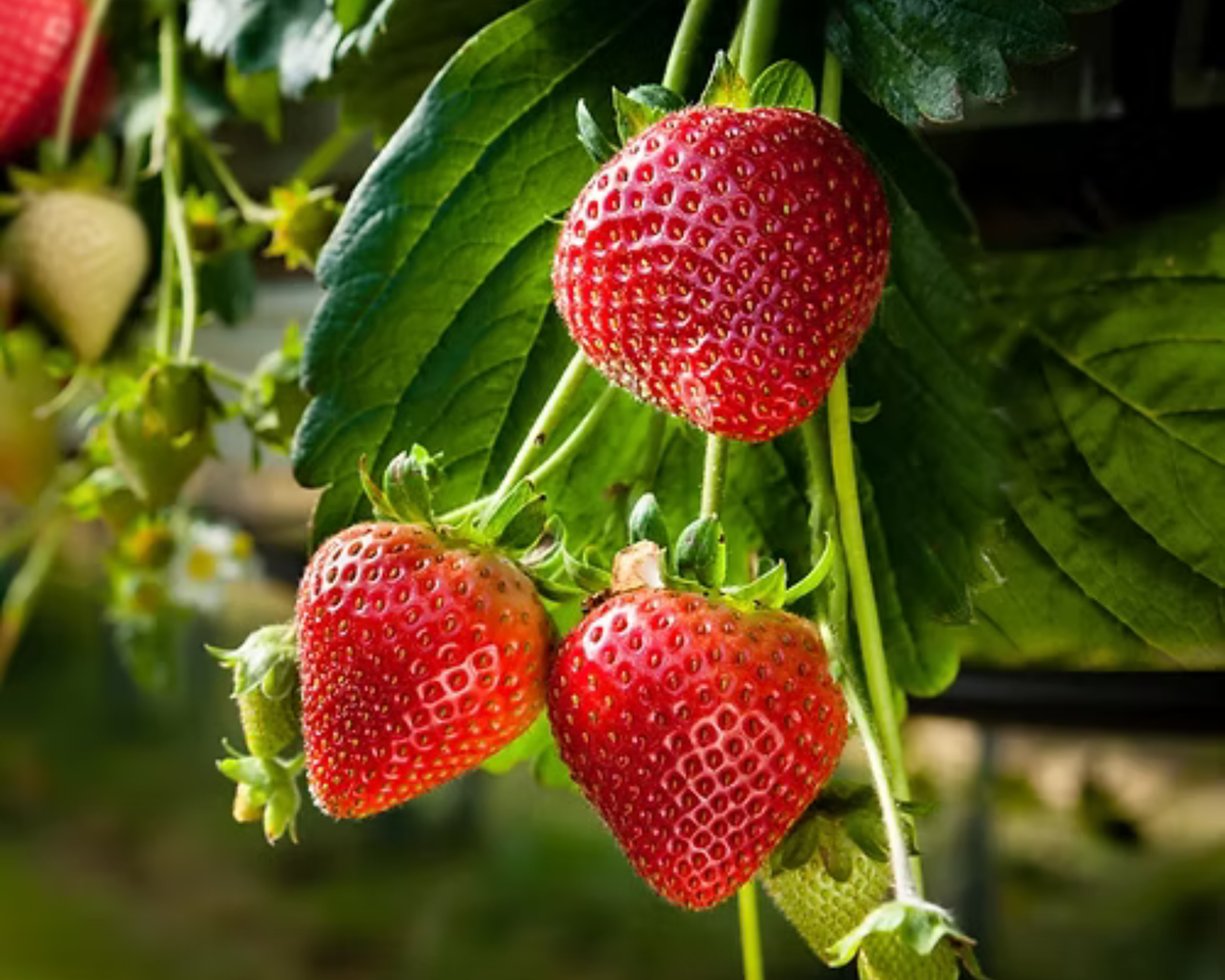 Eversweet Everbearing Strawberry Plants