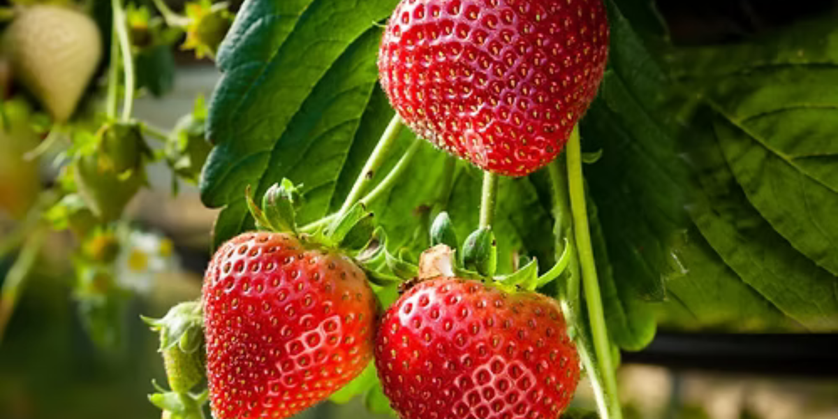 Eversweet Everbearing Strawberry Plants