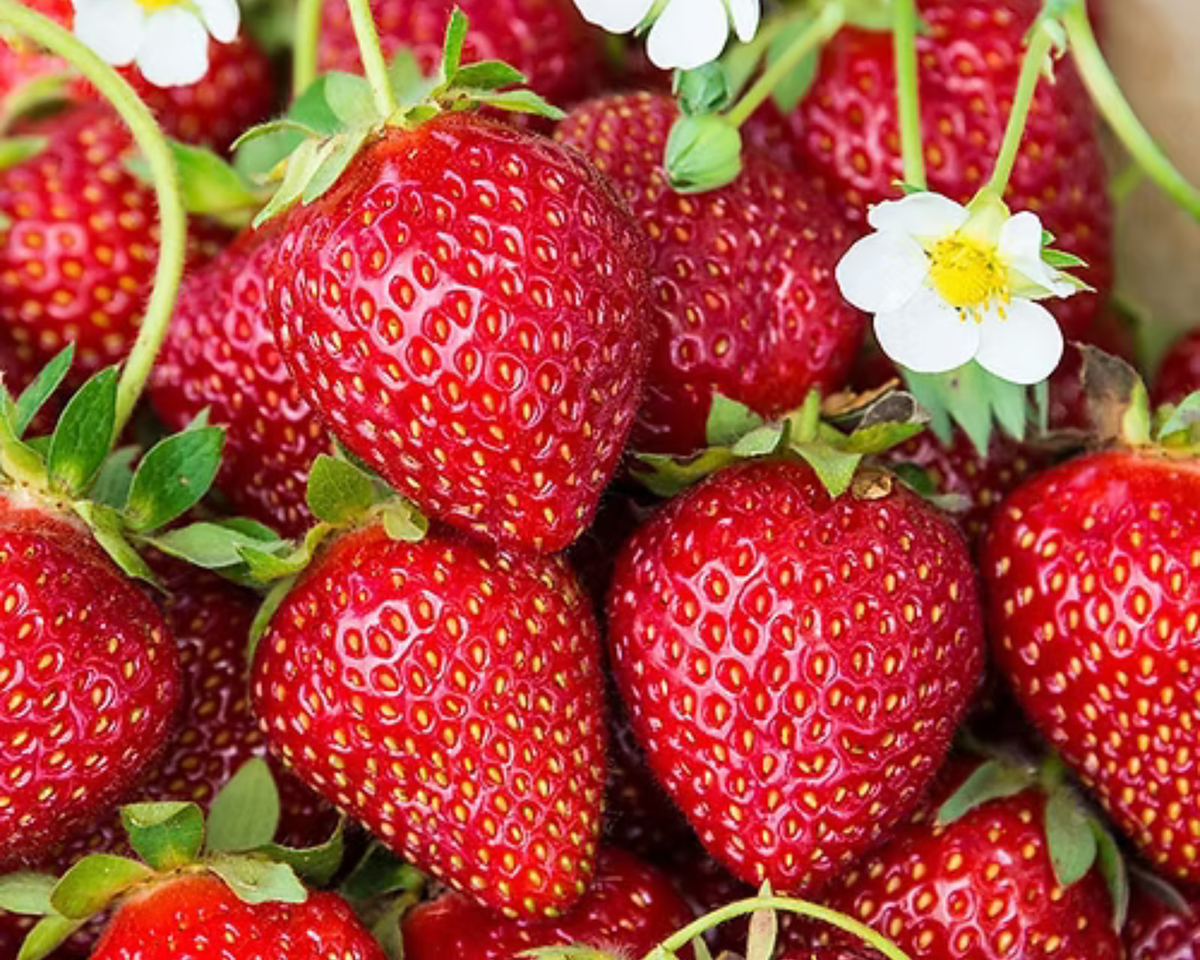 Ozark Beauty Everbearing Strawberry Plants
