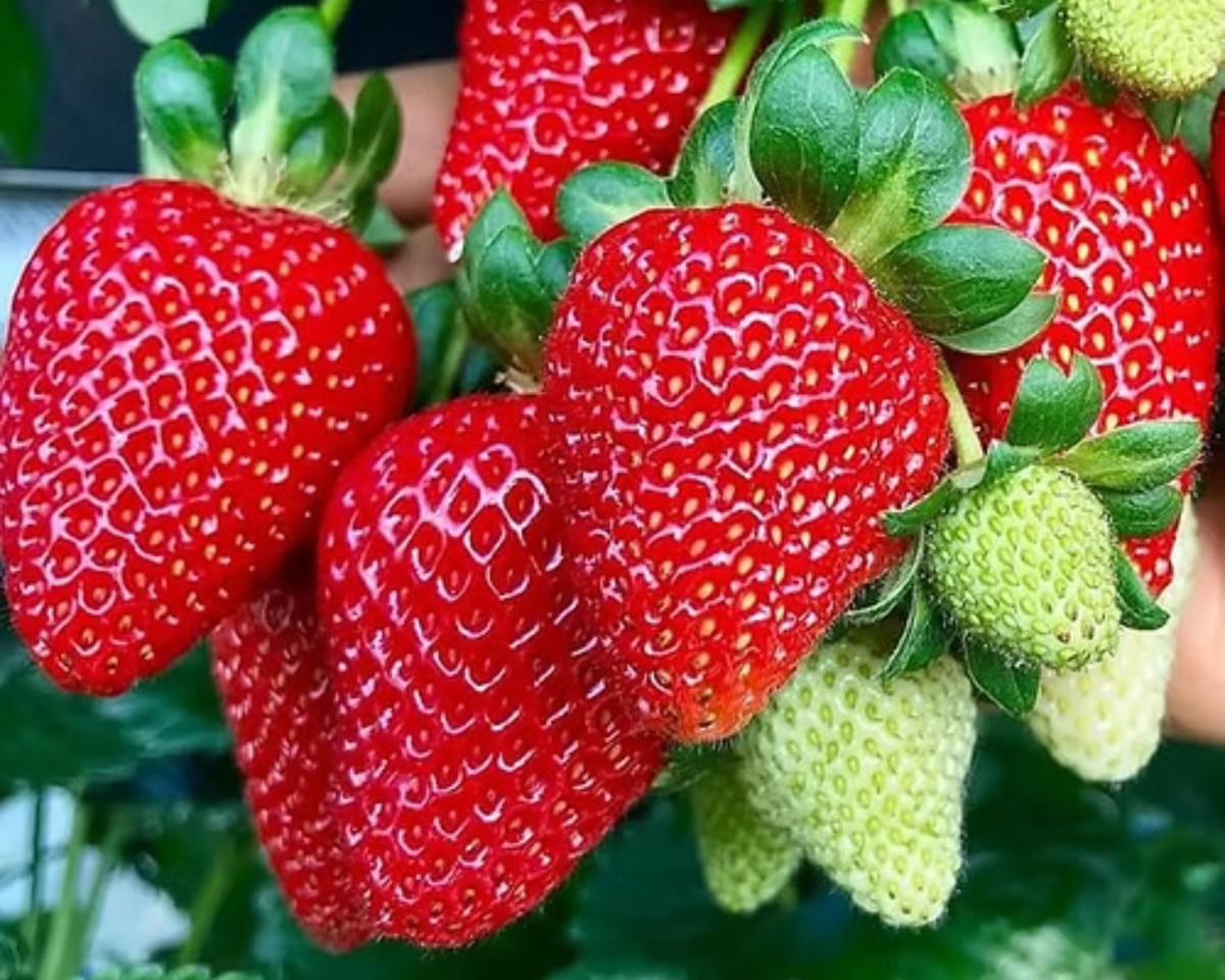 Cardinal Spring-Bearing Strawberry Plants