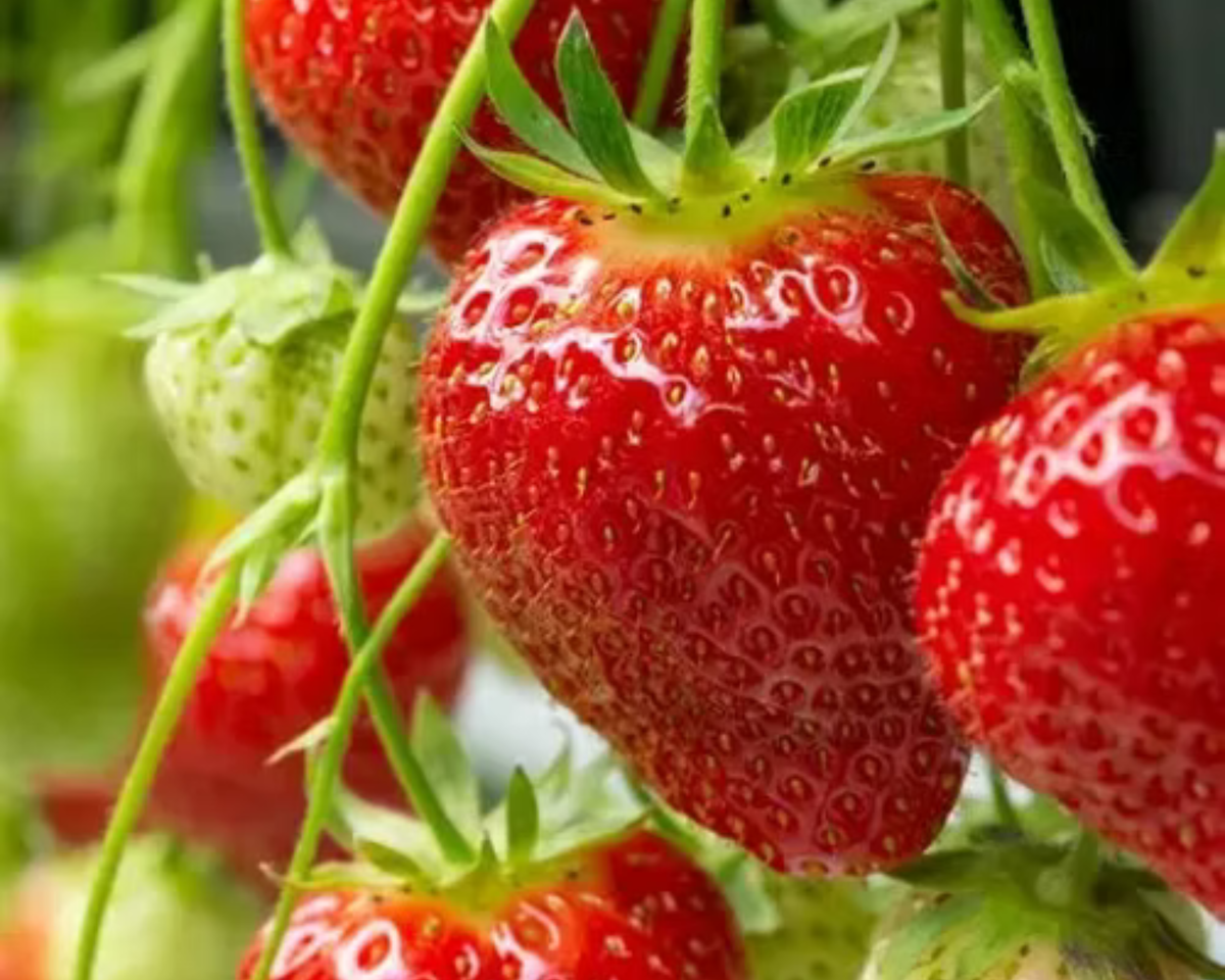 Earliglow Spring-Bearing Strawberry Plants