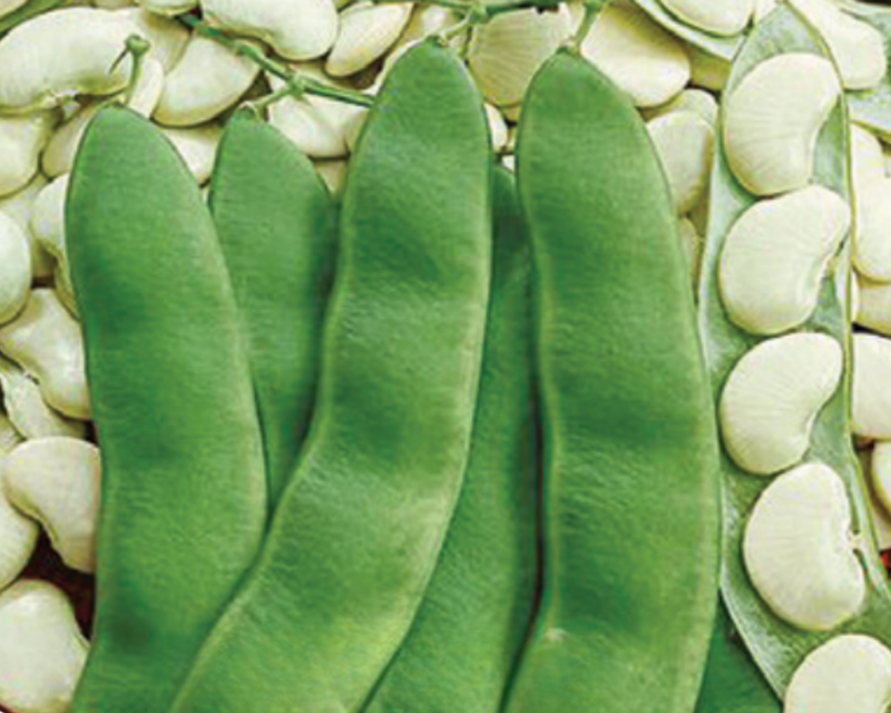 Bulk: Henderson's Bush Lima Bean Seeds