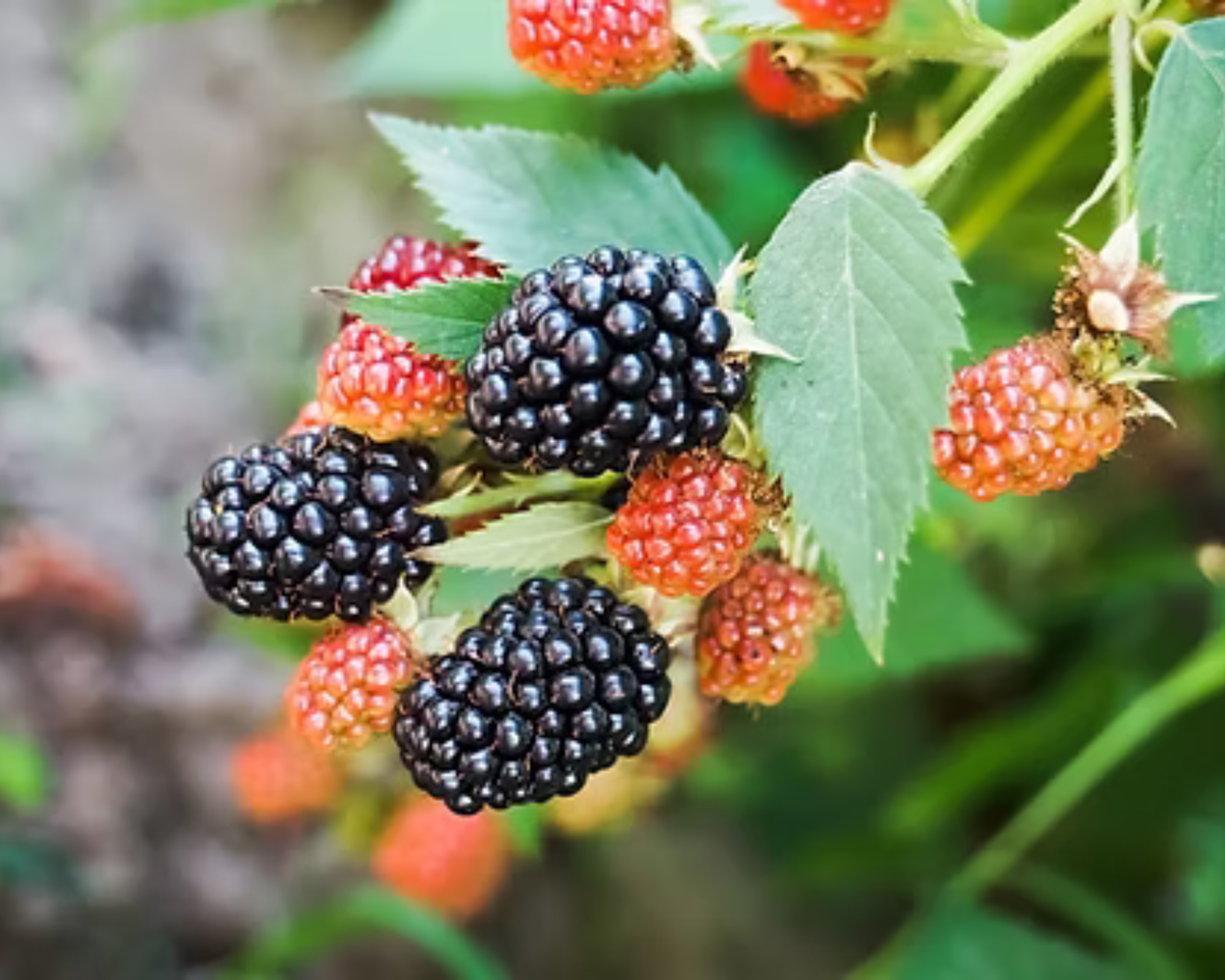 Osage Blackberry Plants