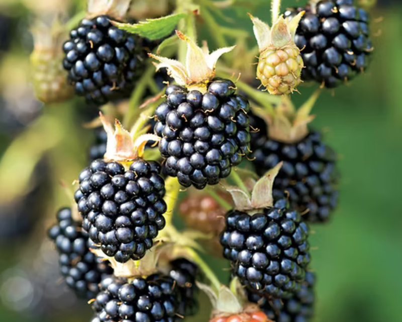 blackberry plant seeds Triple Crown Blackberry Plants