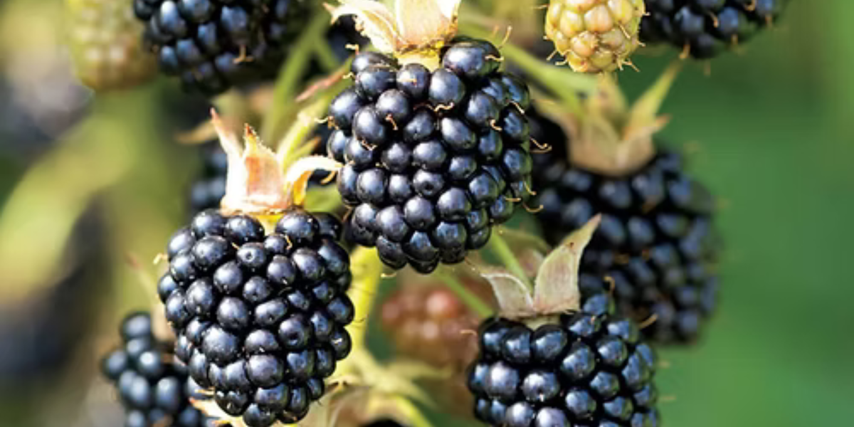 blackberry plant from seed Triple Crown Blackberry Plants — Seeds 'n Such