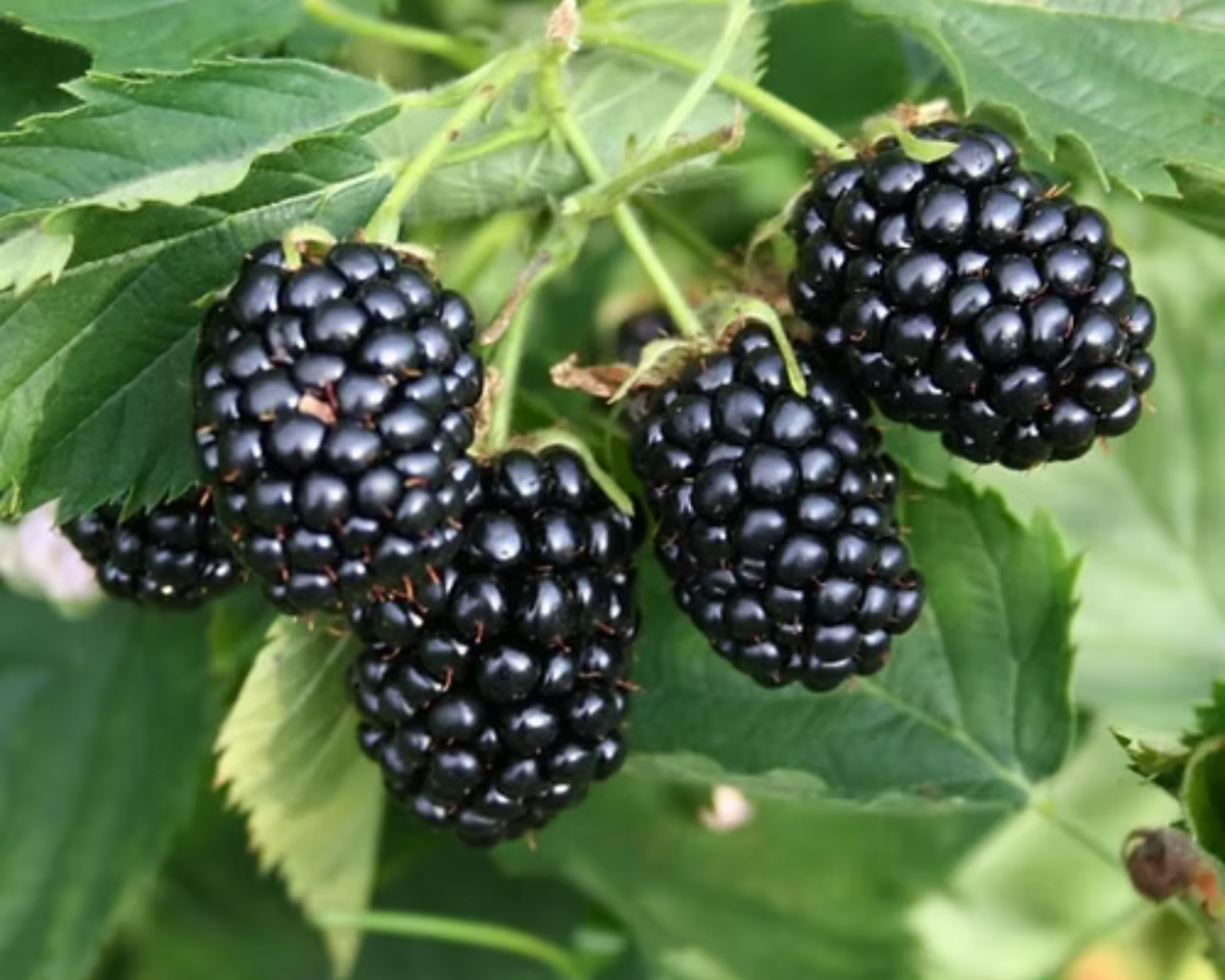 Arapaho Blackberry Plants