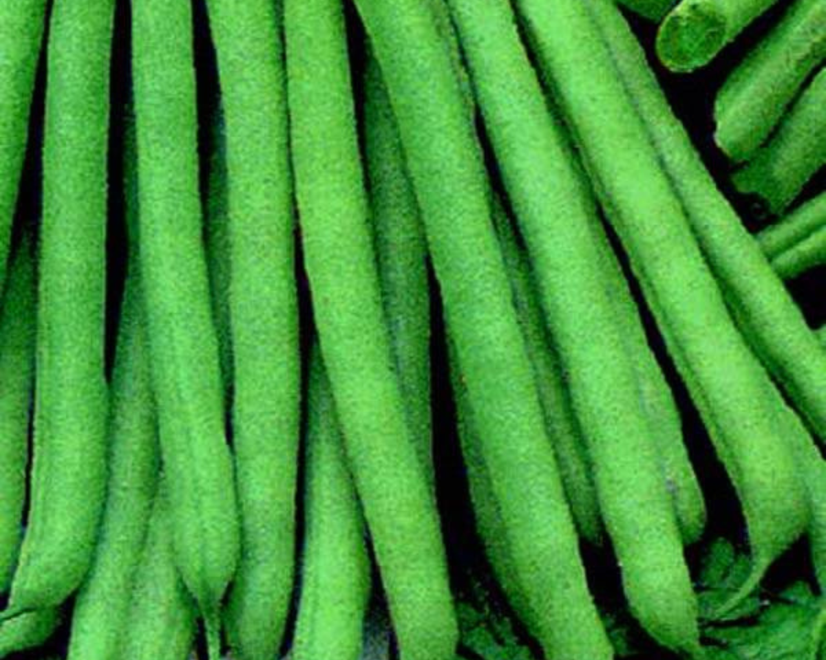 Slenderette Bush Bean Seeds