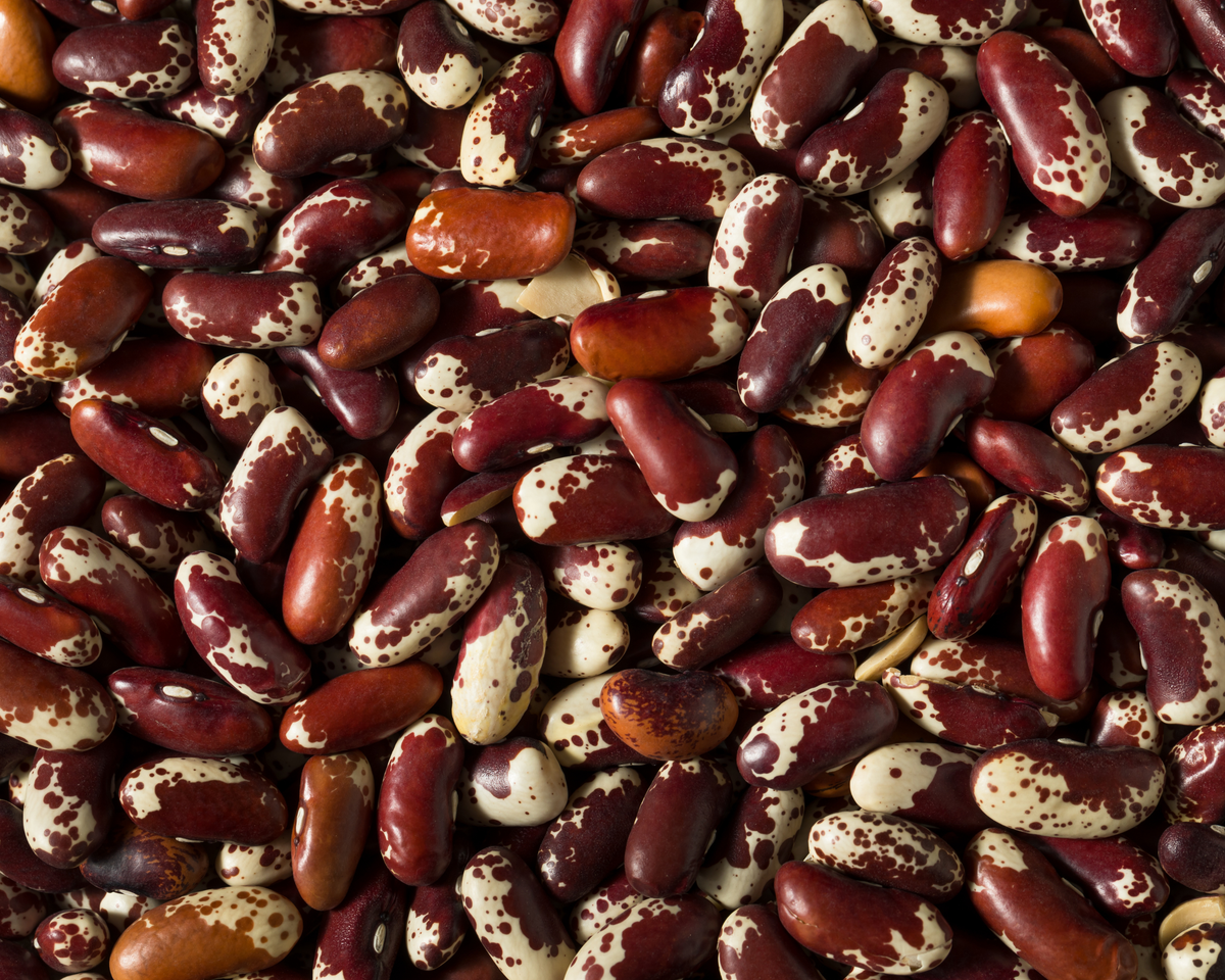 Jacob's Cattle Bush Bean Seeds