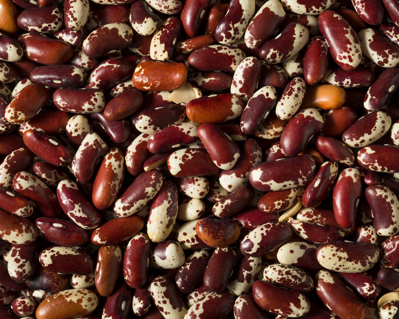 Bulk: Jacob's Cattle Bean Seeds