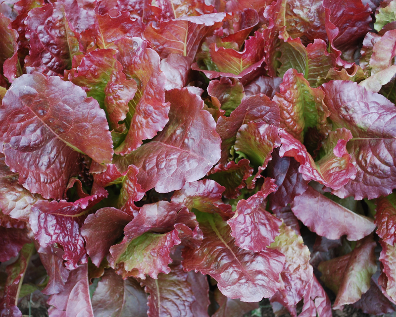 Outredgeous Lettuce Seeds