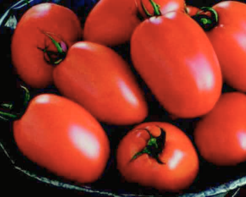 Plum Regal Hybrid Roma Paste VFFTswvEbLb Tomato Seeds