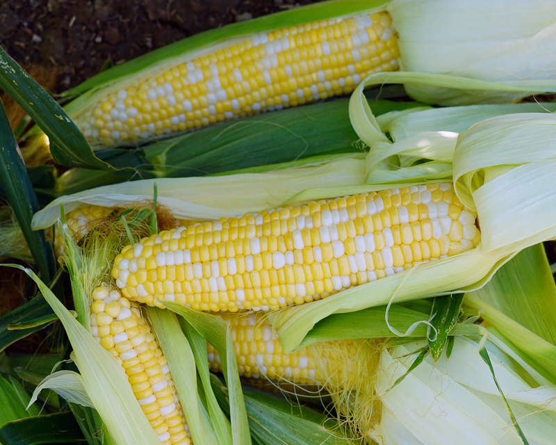 Bulk: Ambrosia Bicolor se+ Hybrid Sweet Corn Seeds