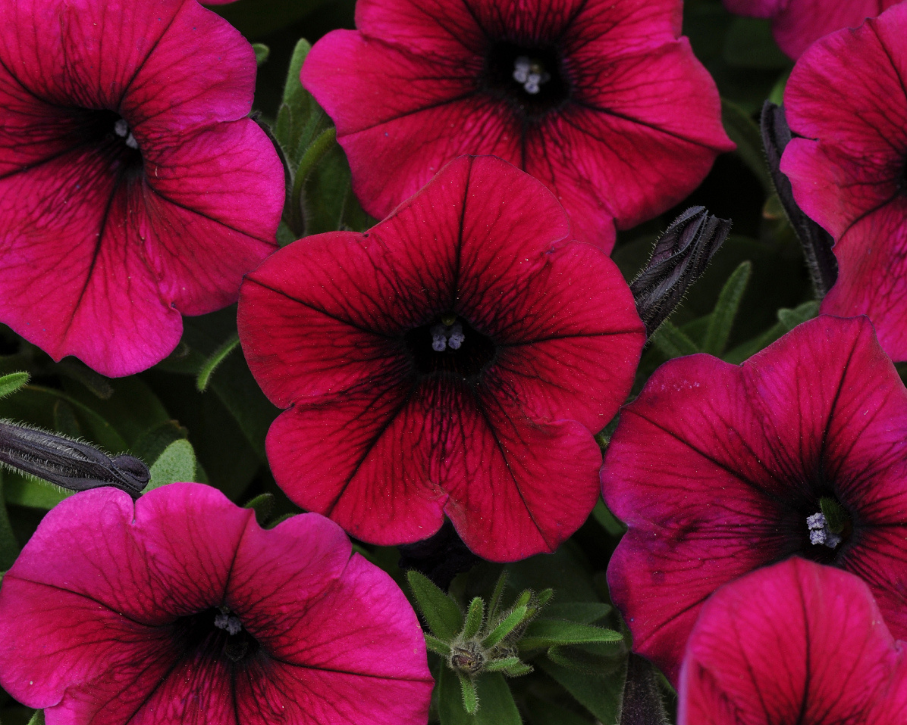 Seeds 'n Such Shock Wave Petunia