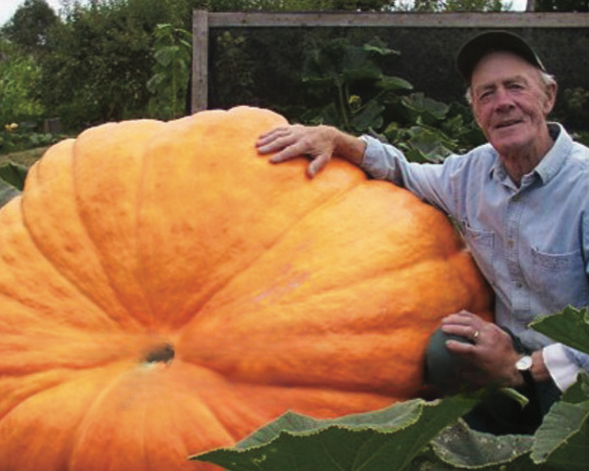 Dill's™ Atlantic Giant PVP Pumpkin Seeds