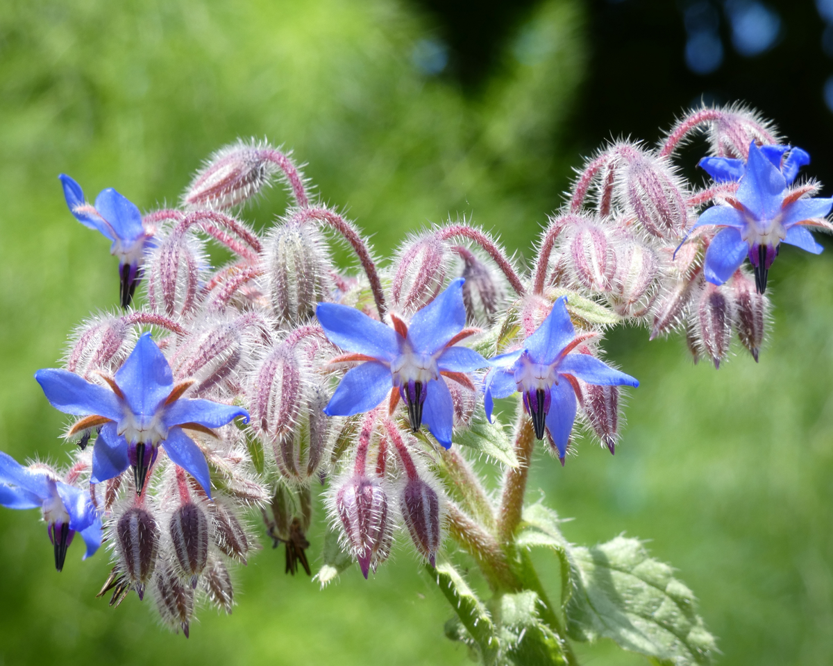 Borage Herb Seeds