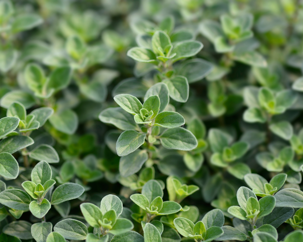 planting sweet marjoram seeds Sweet Marjoram Seeds — Seeds 'n Such