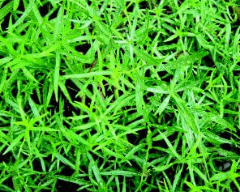 Russian Tarragon Seeds