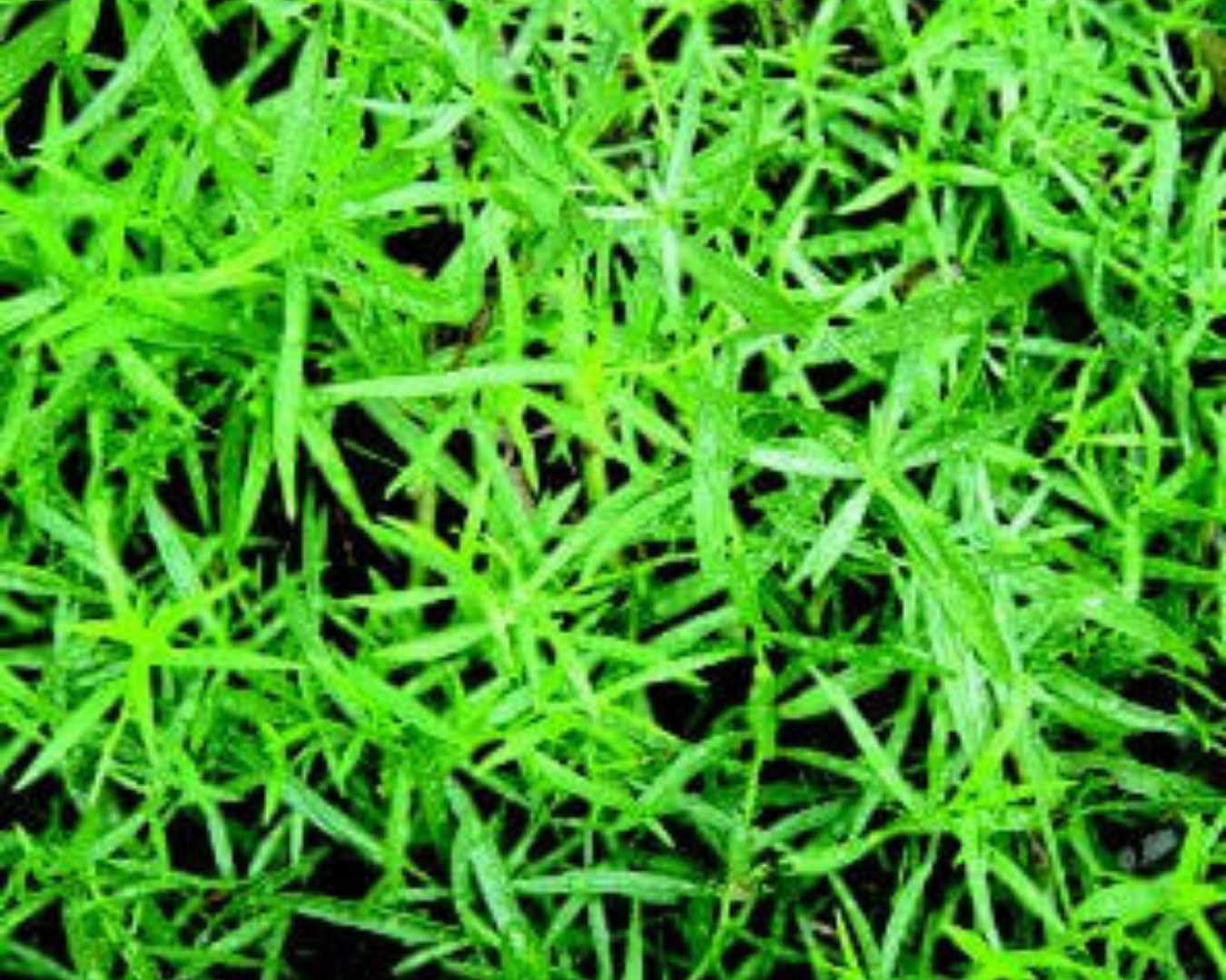 Tarragon