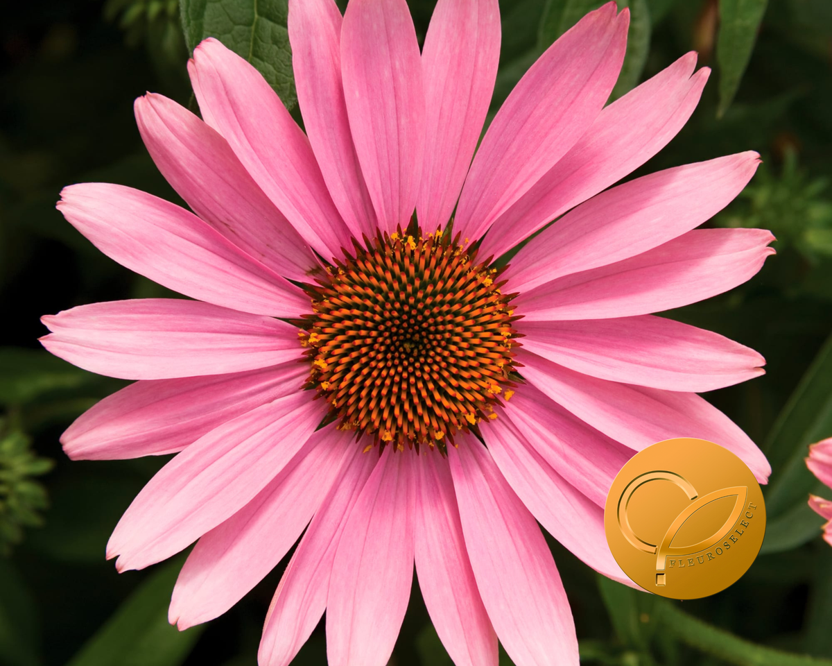 Prairie Splendor Deep Rose Echinacea Seeds