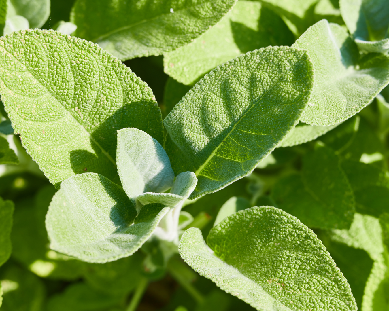 Sage