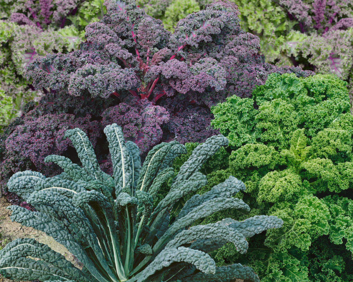 Garden Blend Kale Seeds