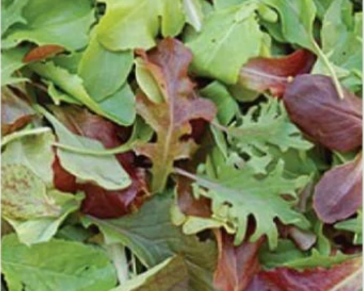 Mild Mesclun Mix Seeds