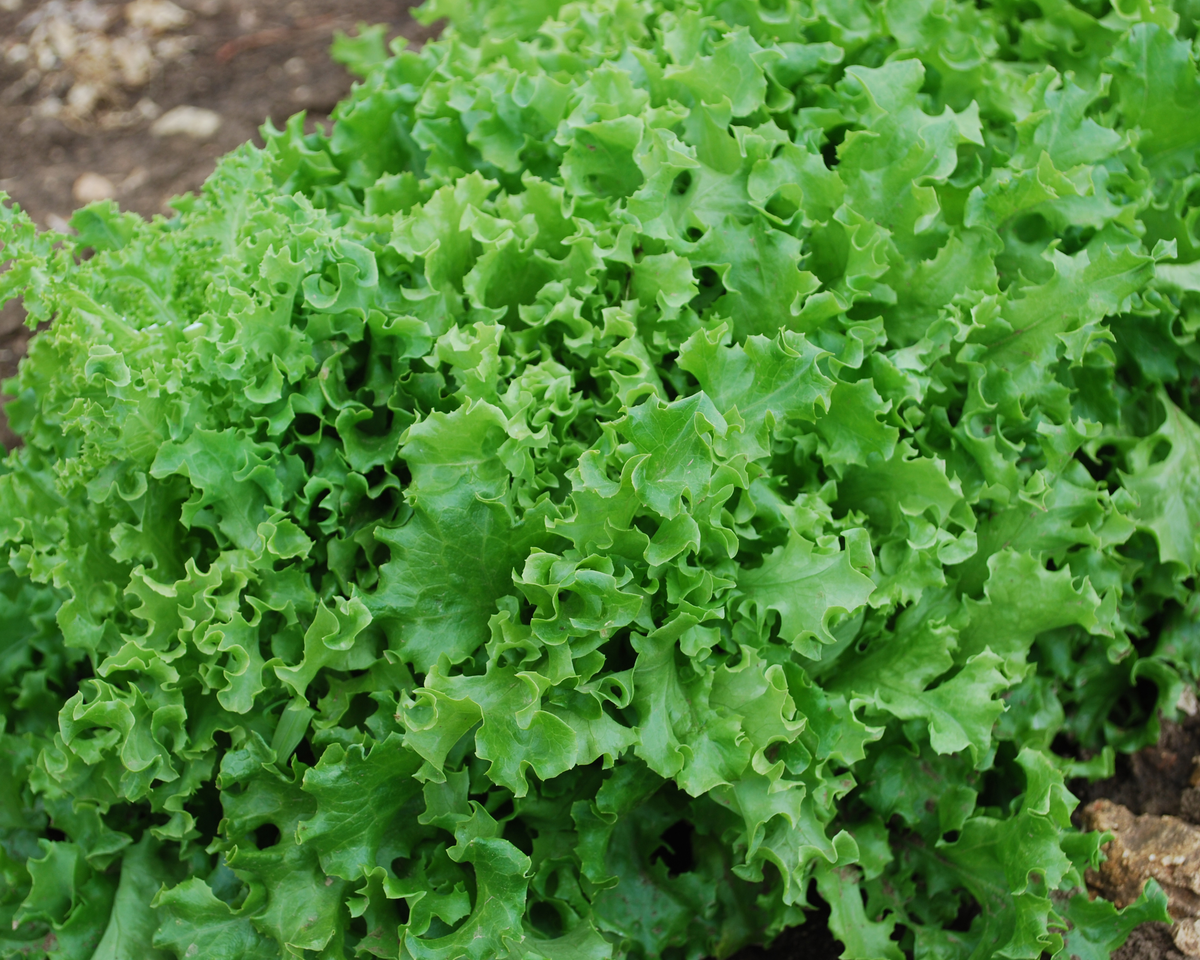 Tango Lettuce Seeds