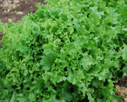 Tango Leaf Lettuce Seeds