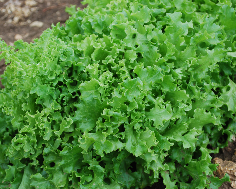 Tango Lettuce Seeds