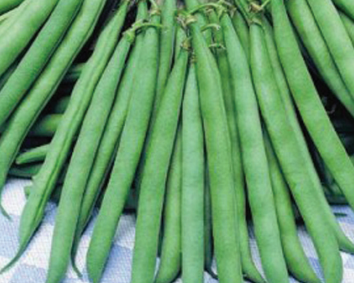 Contender Bean Bush Seeds
