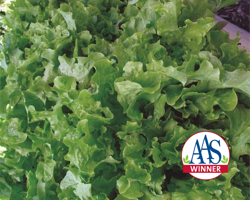 lettuce seeds or plants Green Salad Bowl Lettuce Seeds — Seeds 'n Such