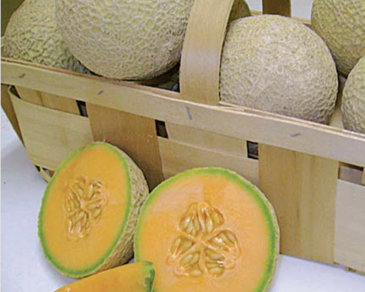 Sugar Cube Hybrid Cantaloupe Seeds