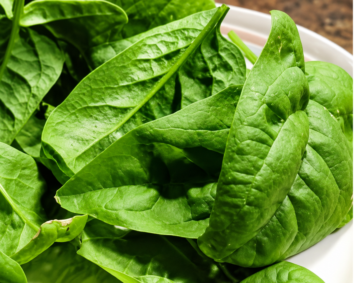 Olympia Hybrid Spinach