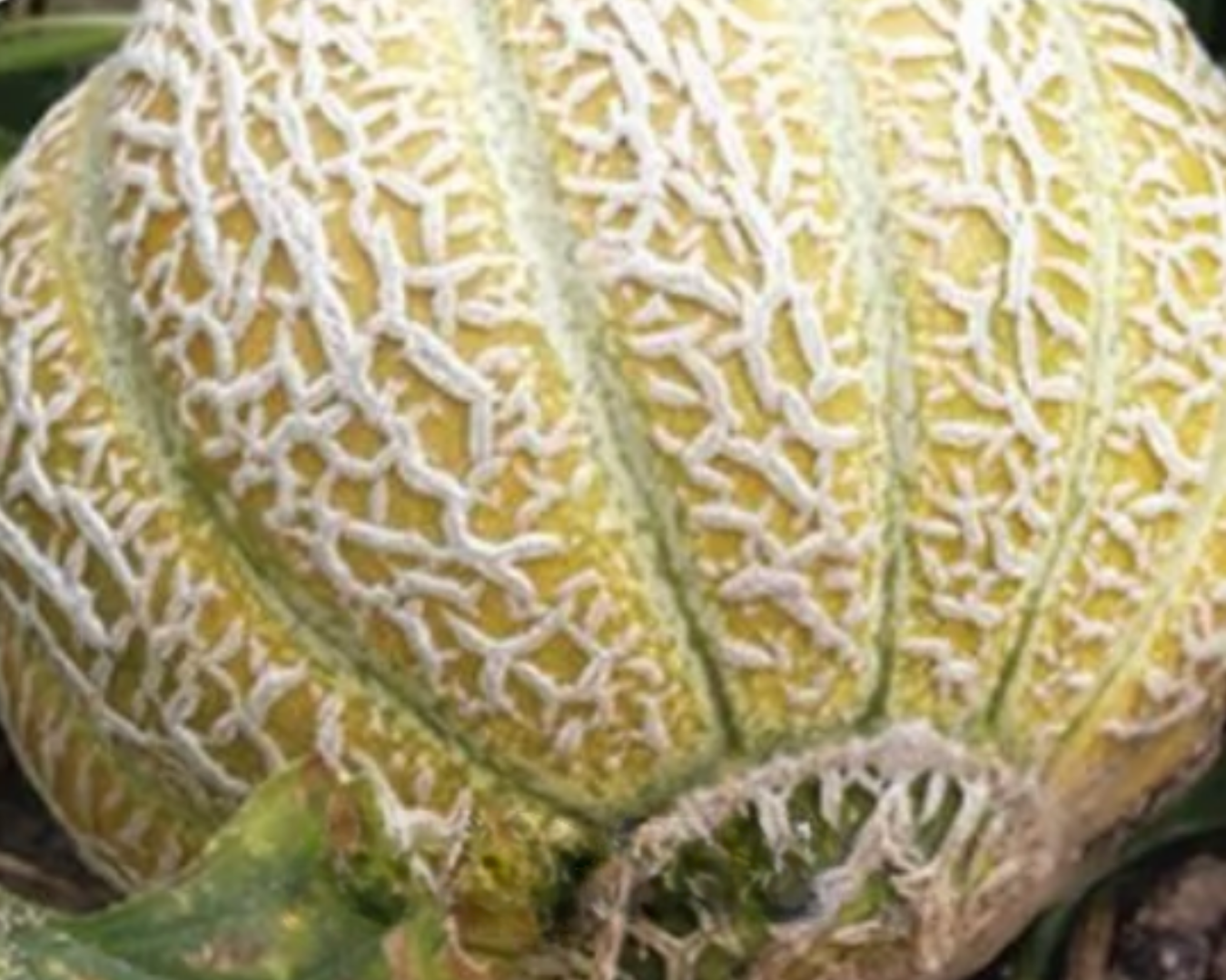 Heirloom Melons