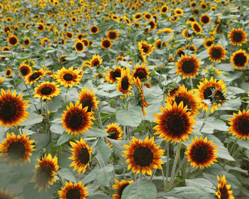 Ring of Fire Sunflower Seeds