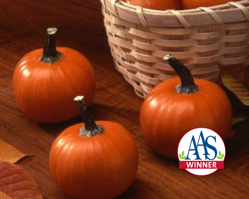 Wee-Be-Little Pumpkin Seeds
