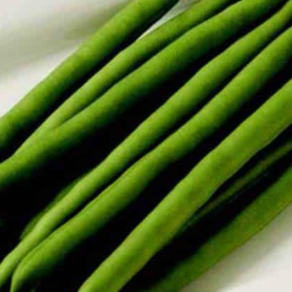 jade bean plant Jade Bush Bean Seeds — Seeds 'n Such