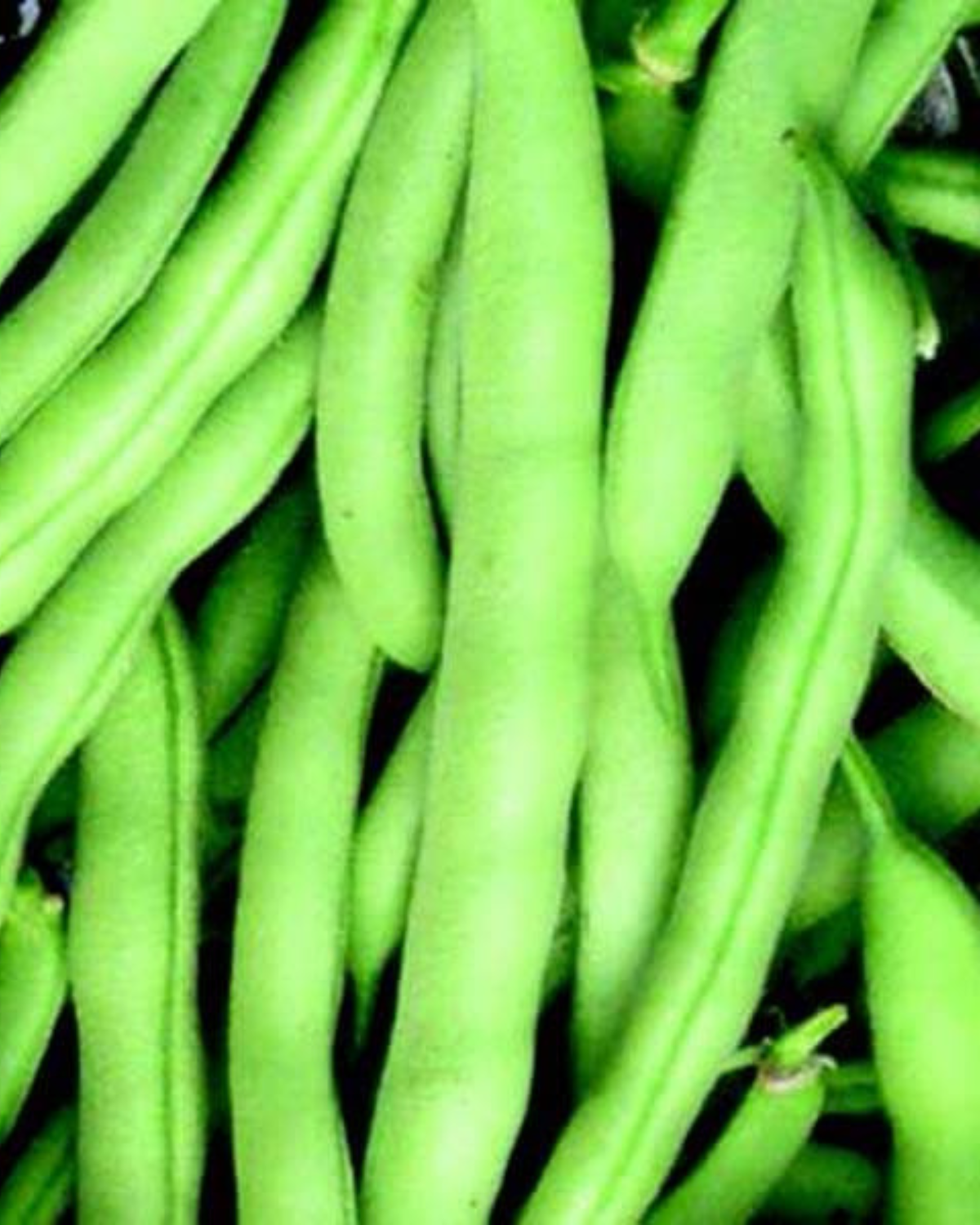 Tenderette Bush Bean Seeds