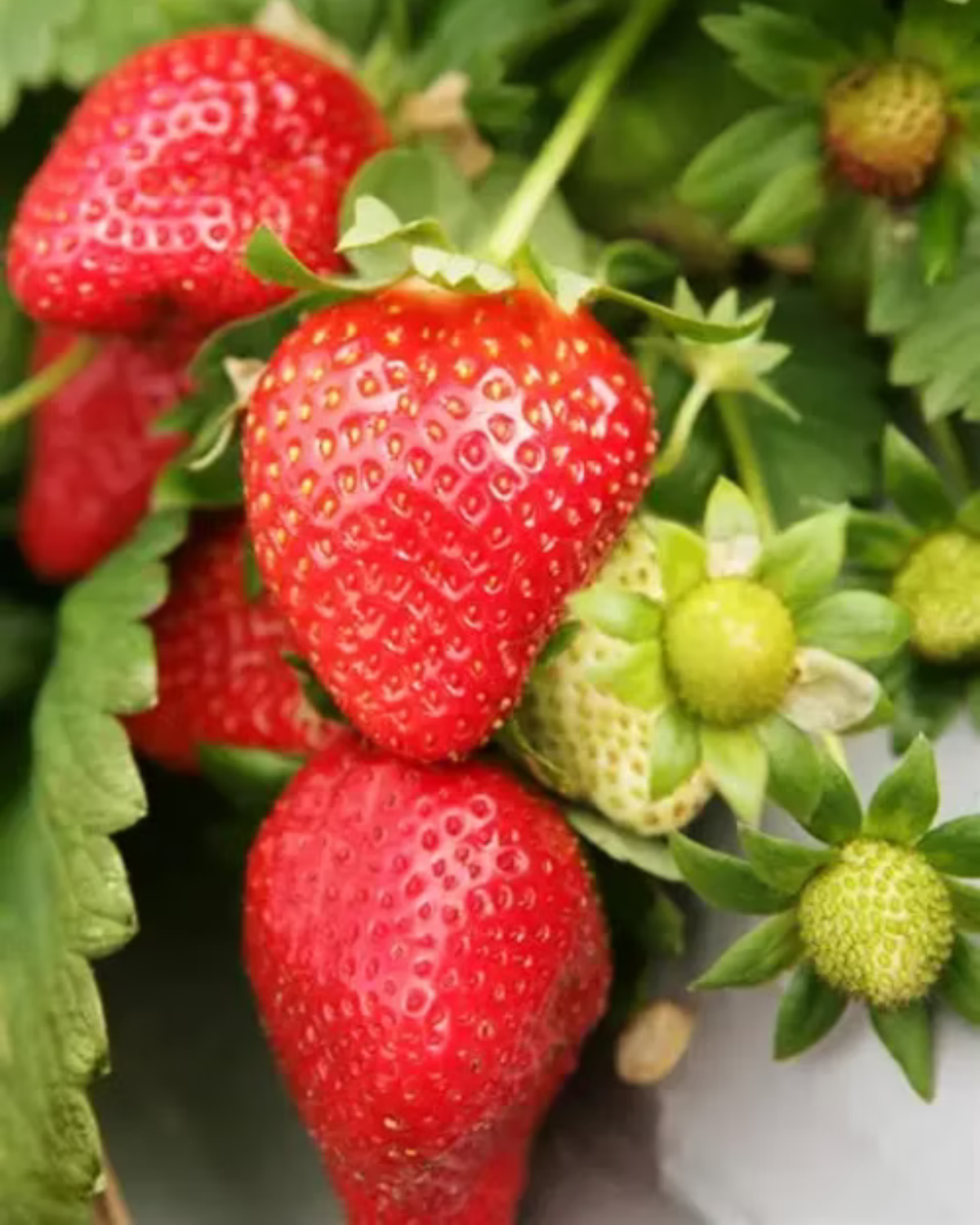 Sweet Charlie Spring-Bearing Strawberry Plants