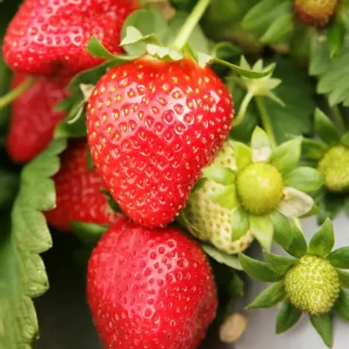 sweet charlie strawberry seeds Sweet Charlie Spring-Bearing Strawberry Plants