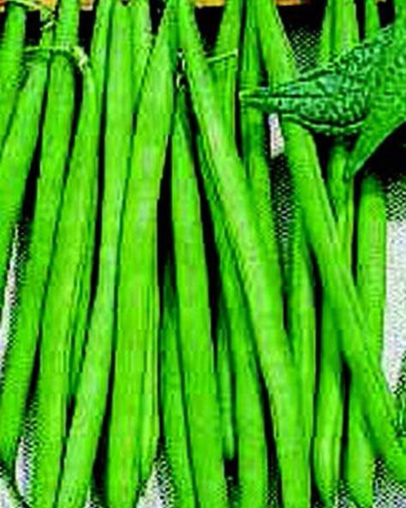 Improved Tendergreen Bush Bean Seeds