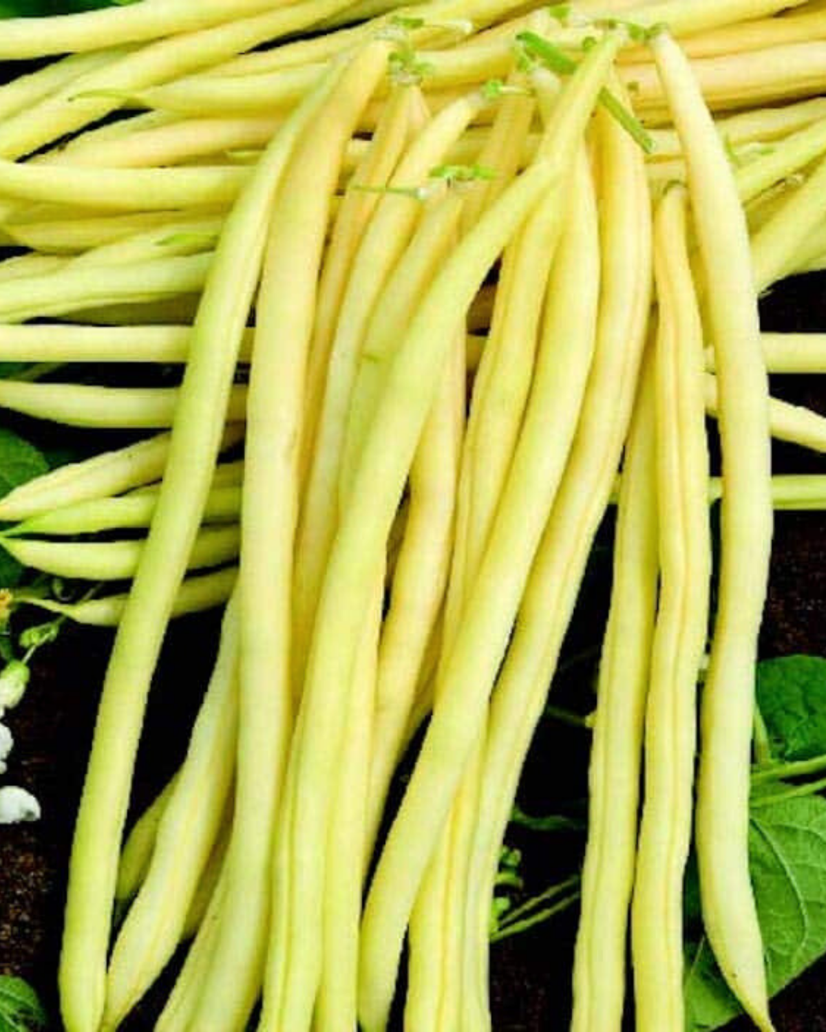 Monte Gusto French Filet Pole Bean Seeds