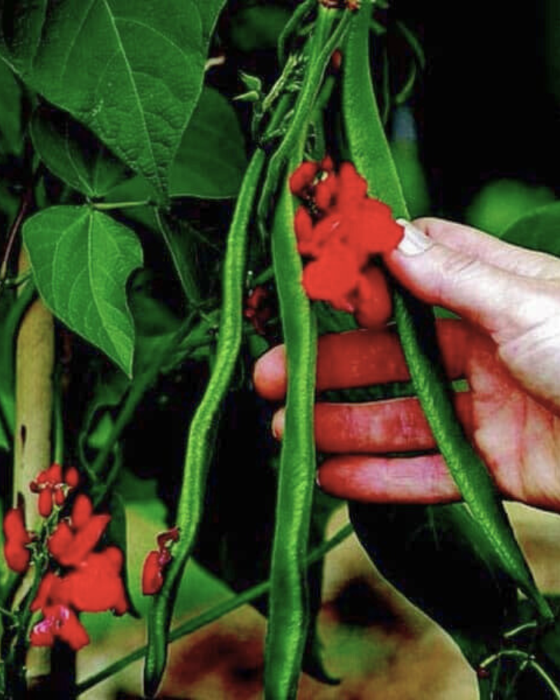 Scarlet Runner Bean Seeds