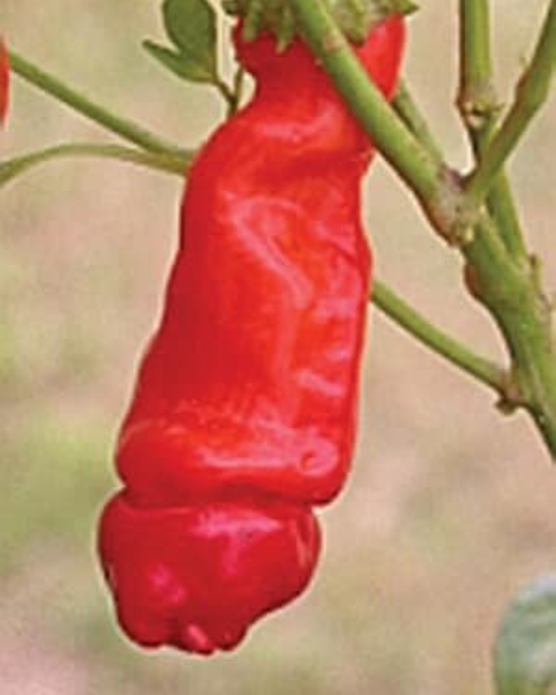 peter pepper seeds plants Red Peter Hot Pepper Seeds