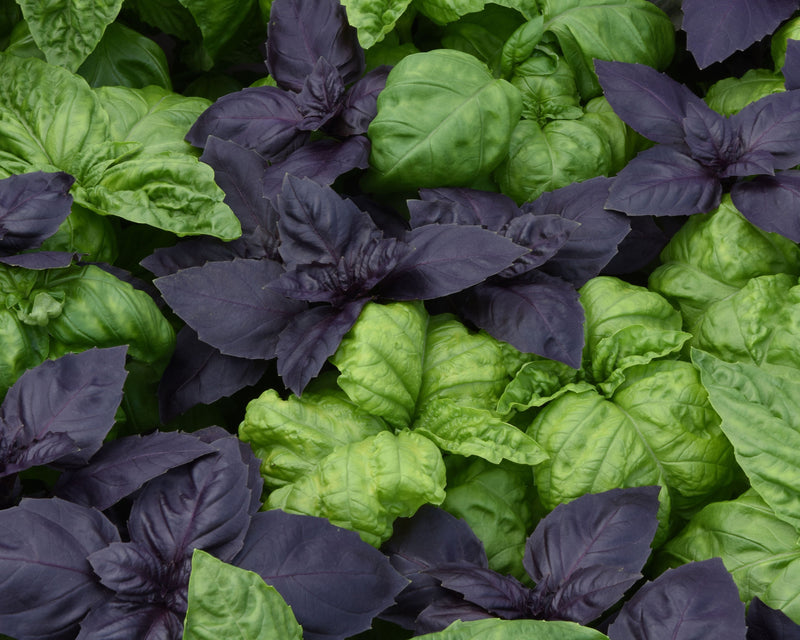 Bulk: SimplyHerbs Try Basil Basil Seeds