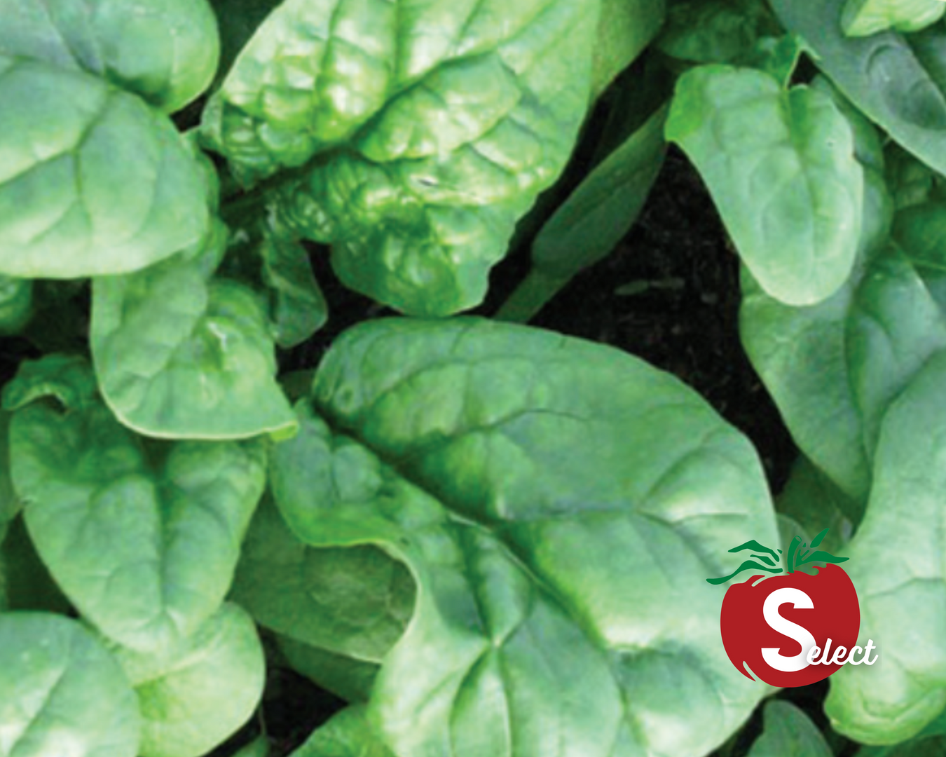 Spinach