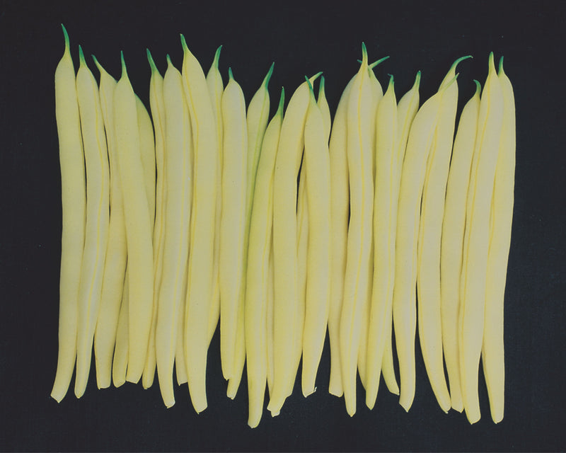 Bulk: Gold Mine Bush Wax Bean Seeds