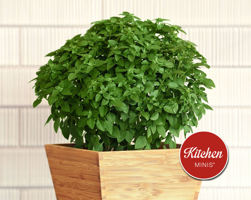basil bonsai tree Bonsai Basil Seeds