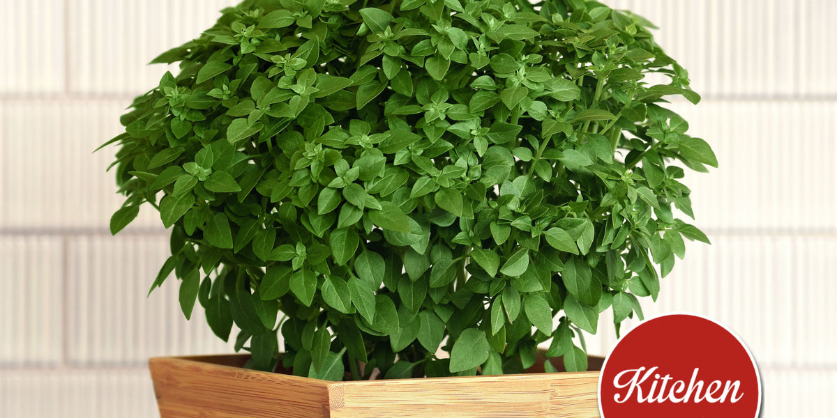 Bonsai Basil Seeds