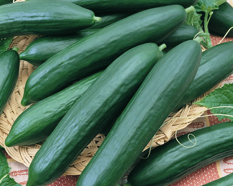 Tendergreen Burpless Cucumber Seeds